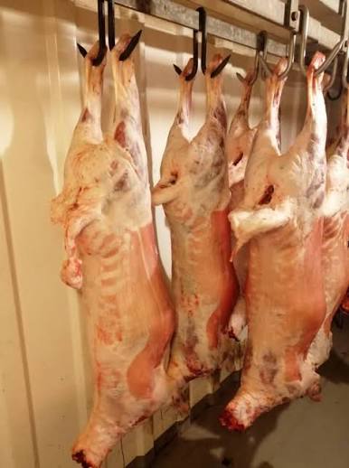Whole lamb and goat carcasses hanging in the cold room